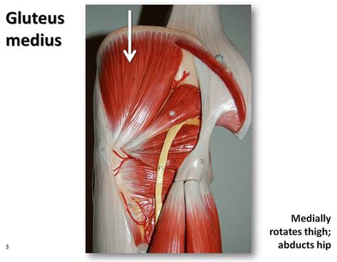 Gluteus medius - Muscles of the Lower Extremity Anatomy Visual Atlas ...