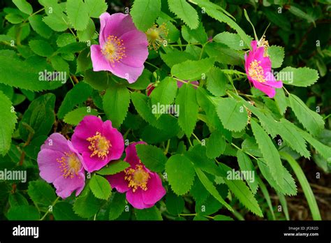 A wild Alberta rose bush (Rosa acicularis), the official floral emblem ...