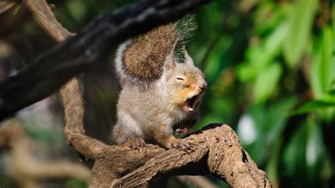 Cutest yawning animals you've ever seen: it's contagious(!) | Volganga