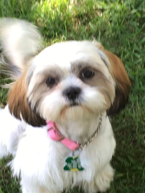 Shih Tzu dog for Adoption in Euless, TX. ADN-559918 on PuppyFinder.com Gender: Female. Age: Baby ...