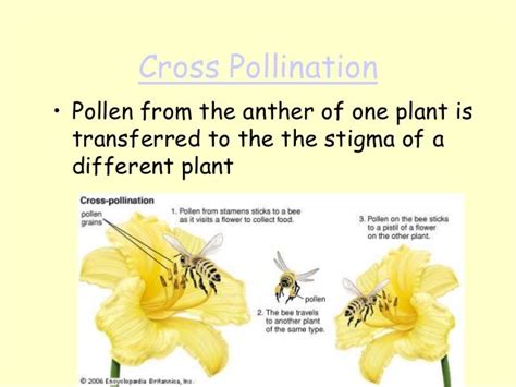 Pollination - types