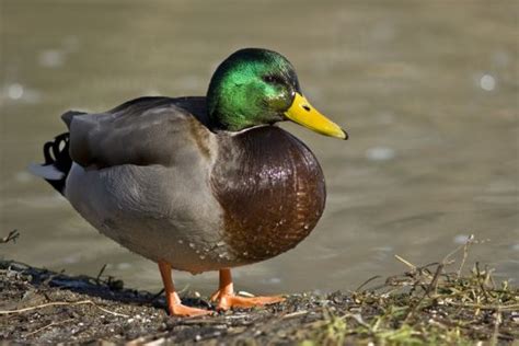 Cutest Ducks In Beautiful Pictures | Funzug.com