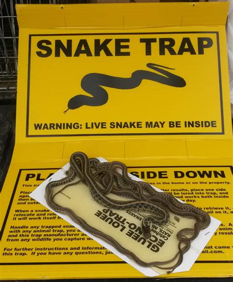 Snake Trapping - How to Catch a Snake in a Trap