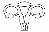 Single Line Art Uterus Graphic By LooksGoodOnYou · Creative Fabrica sketch template
