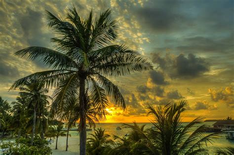 Coconut tree near ocean under sunset HD wallpaper | Wallpaper Flare