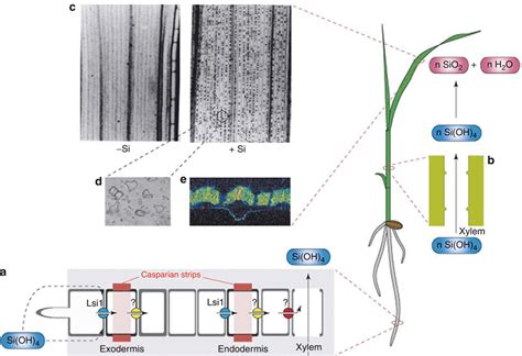 Silicon-Mediated Pathogen Resistance in Plants | SpringerLink