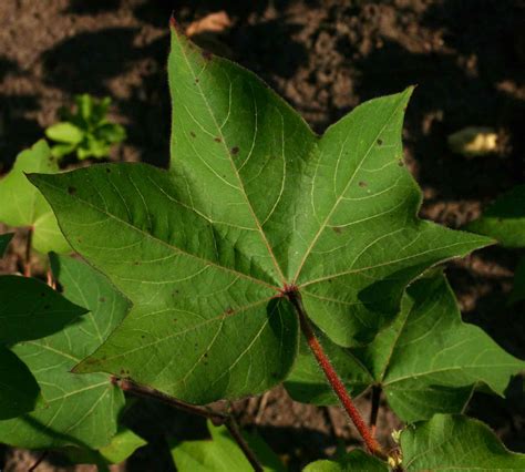 Flora of Mozambique: Species information: individual images: Gossypium ...