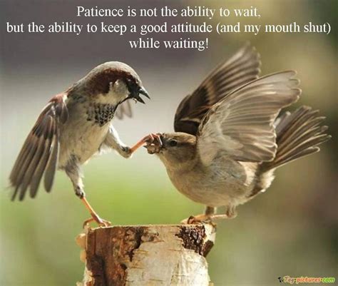 Funny Quotes About Birds. QuotesGram