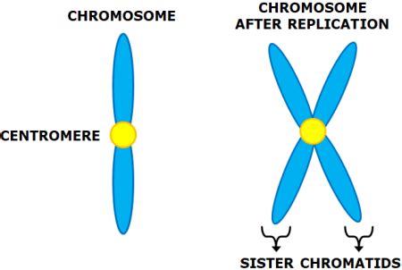 What Is The Difference Between A Chromosome And A Chromatid