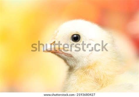 3,473 Day Old Chicks Images, Stock Photos & Vectors | Shutterstock