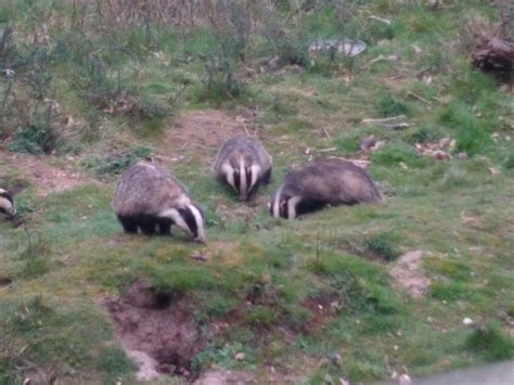 Badger-Watching is apparently a thing : r/Badgers