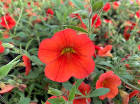 MILLION BELLS - calibrachoa hybrida - E-Cvijet