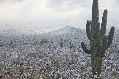 250+ Arizona Winter Saguaro Cactus Snow Stock Photos, Pictures ...