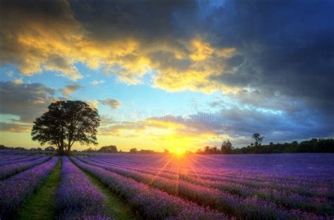 Stunning Sunset Over Lavender Fields Stock Photo - Image of lines ...