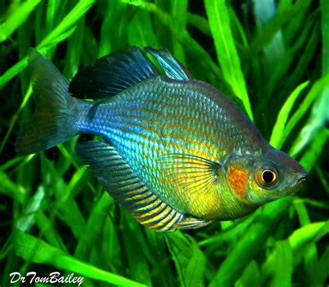 Premium Turquoise Rainbowfish