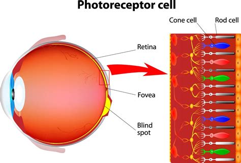 Geographic Atrophy | Mountain Valley Eye | Eye Care Park City - Mountain Valley Eye Institute