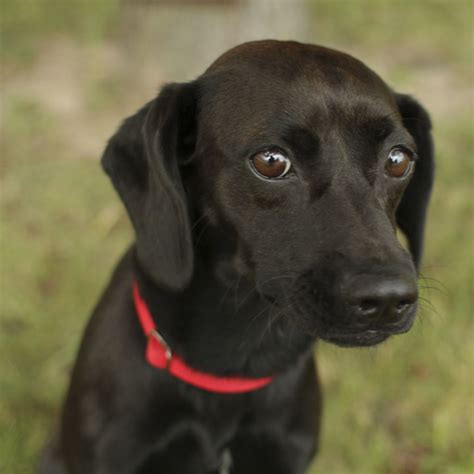 Mariah - Beagle and Dachshund mix