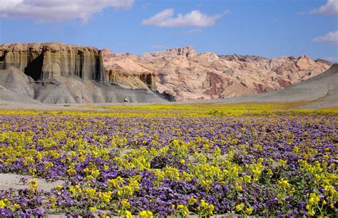 The Utah desert in bloom. This photo was taken in April 2005 after a ...