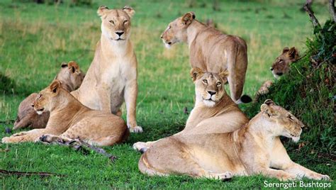 Ultimate Kenya and Tanzania | Lion World Travel