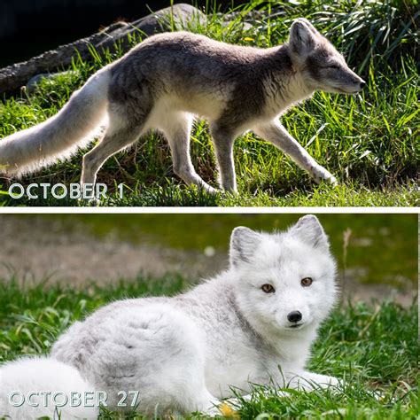 Arctic Fox Summer Coat Vs Winter Coat