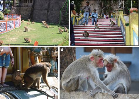 1 Macaques at human-macaque interfaces, specifically (a) rhesus ...