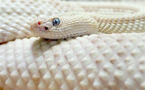 Albino Snakes Wallpapers - Wallpaper Cave