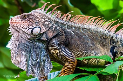 Giant Iguana by Damian Evans - Photo 63110547 / 500px