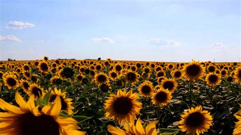 Sunflower Field – 4K Copyright Free Stock Video - Free Stock Videos.net