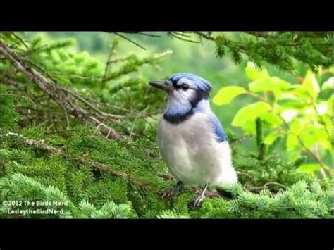 Blue Jay Calls - The Jay call followed by soft short sounds - YouTube ...