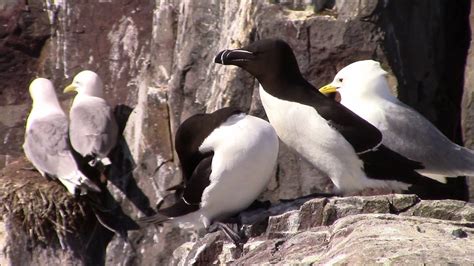 The Birds of the Farne Islands - YouTube