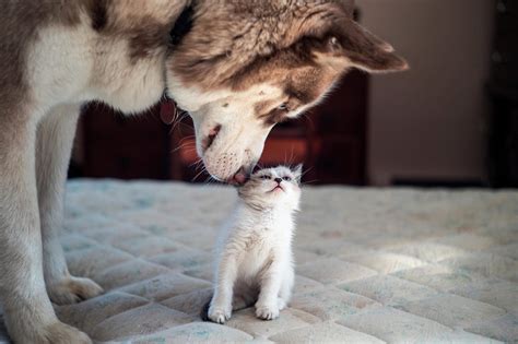 20 Funny Photos of Dogs and Cats Together | Reader’s Digest