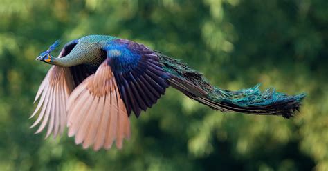 How Peacocks Look In Mid-Flight (9 Pics) | Bored Panda