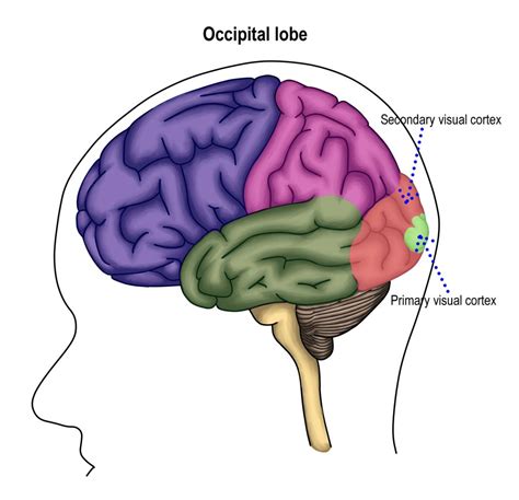 Brain Dysfunction By Location Brain, Spinal Cord, And Nerve, 47% OFF