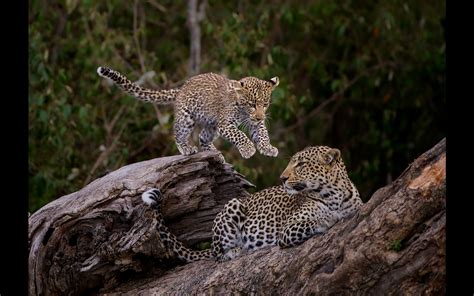 Celebrating Africa's Big Cats - Africa Geographic