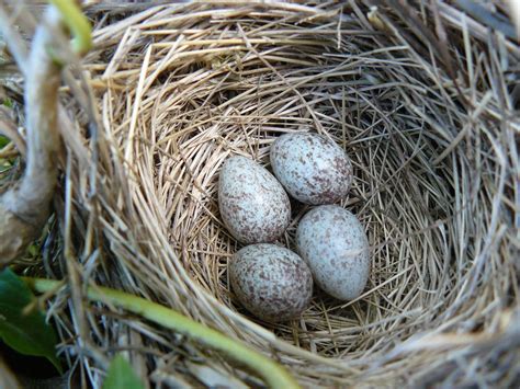 field sparrow | Sparrow nest, Spring birds, Bird nest