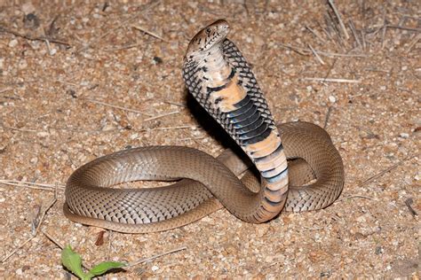 Mozambique Spitting Cobra Facts and Pictures | Reptile Fact