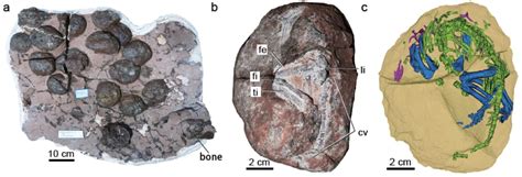 What did the world's first dinosaur egg look like? It felt strange to ...