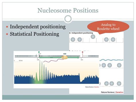 PPT - Nucleosome Positioning & Transcription Factor Identification ...