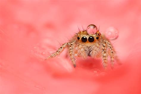 Scary Spider by evirgen2008 on DeviantArt