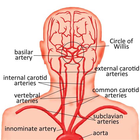 carotids | Diagnostic medical sonography, Anatomy, Medical anatomy