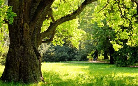 Bur Oak: Planting and Maintenance | Schulhoff Tree & Lawn Care, Inc.