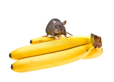 Funny Rat And Banana On White Royalty Free Stock Image - Image: 12983286