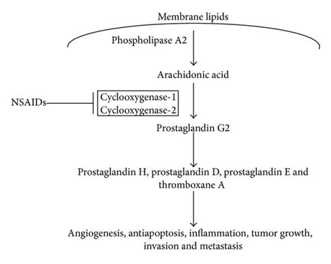 Nsaid Mechanism Of Action