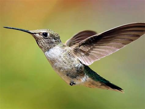 Beautiful Hummingbird Bird Desktop Backgrounds