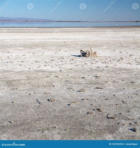 Fish Skeletons on Salt Bed. Salton Sea, California Stock Photo - Image of dead, skeletons: 102756954