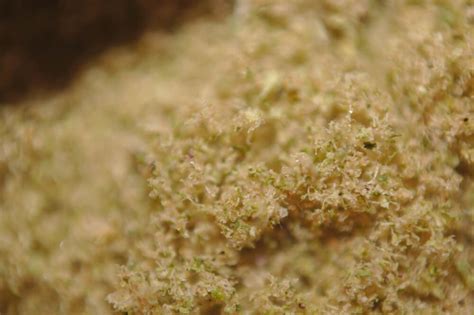 What is Kief and How do You Use it? | Acreage Pharms