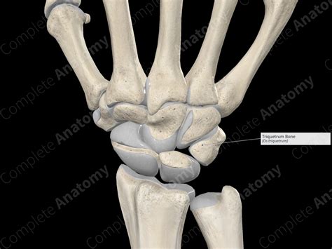 Triquetrum Bone | Complete Anatomy