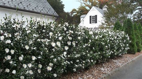 Camellia Tree Hedge