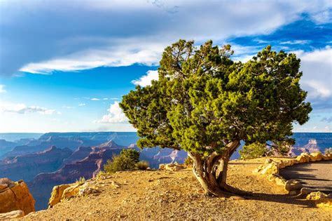 Grand Canyon National Park at Sunset Stock Image - Image of park, formation: 228202797