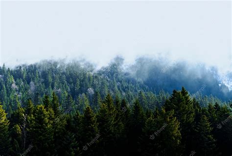 Premium Photo | A forest with a foggy sky in the background